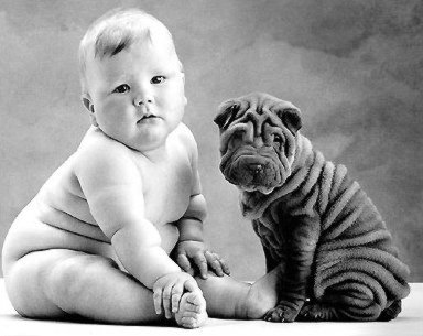 voila pouquoi j'aime les shar pei